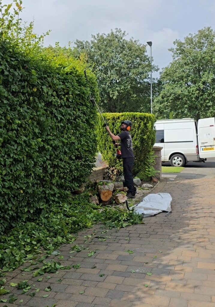 Hedge reduction and shaping carried out by local Ashington gardener